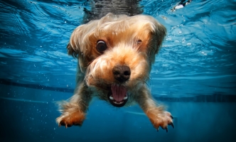 Est omnis recusandae cum